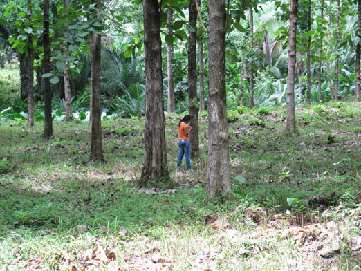 Guarumal Teak Plantation