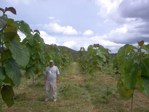 Llano Grande 2 Teak Plantation