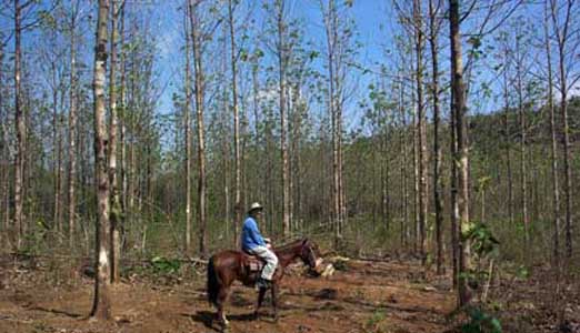Santiago Teak Plantation