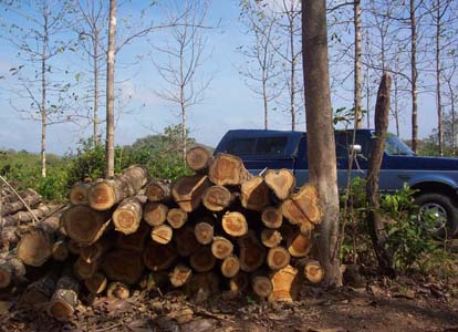 Santiago Teak Plantation