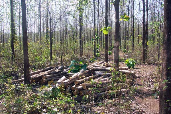 Santiago Teak Plantation