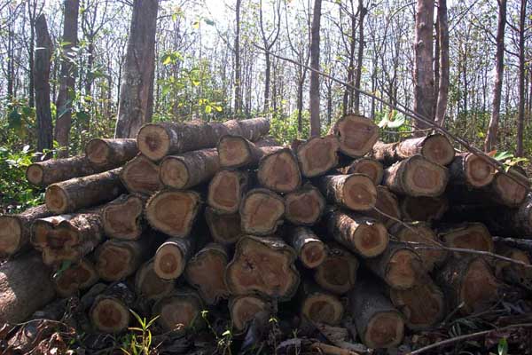 Santiago Teak Plantation