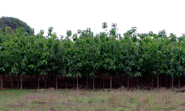 Santiago Teak Plantation