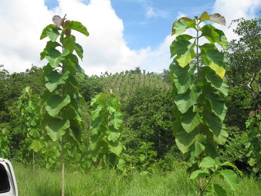 Sona Valley Teak Plantation