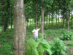 Santiago Teak Plantation