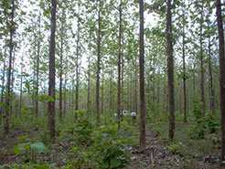 Santiago Teak Plantation