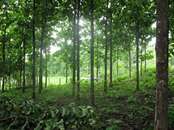 Santiago Teak Plantation