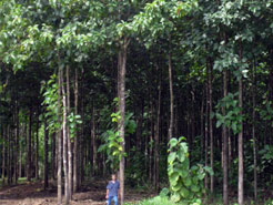 Santiago Teak Plantation