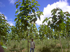 Llano Grande 2 Teak Plantation