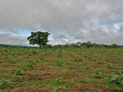 Llano Grande 2 Teak Plantation