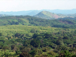 Llano Grande 2 Teak Plantation