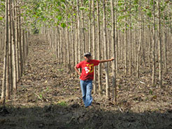 Llano Grande 2 Teak Plantation