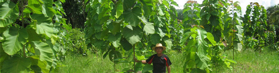 Panama Teak Forestry