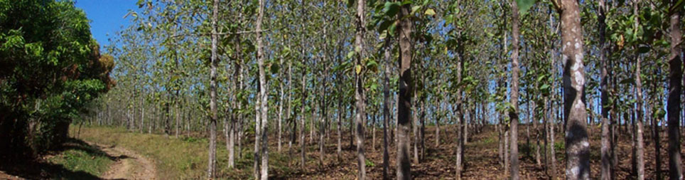 Panama Teak Forestry