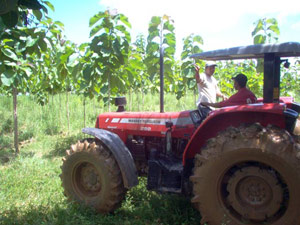 Workers with Tractor