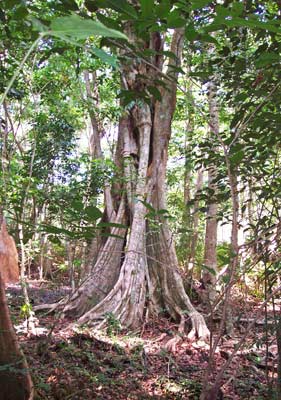 Sona 1 Teak Plantation