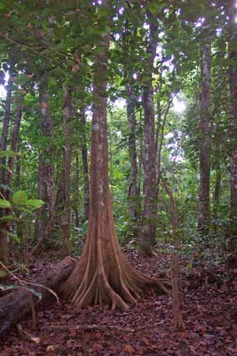 Sona 1 Teak Plantation