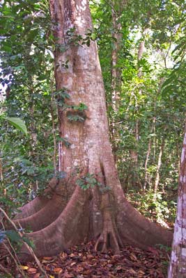 Sona 1 Teak Plantation