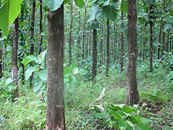 Rio de Jesus Teak Plantation