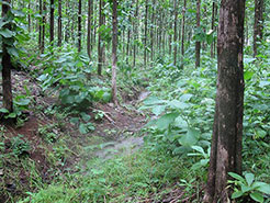 Rio de Jesus Teak Plantation