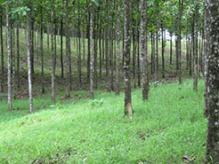 Sona 1 Teak Plantation