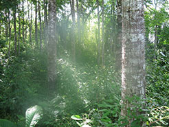 Sona Valley Teak Plantation