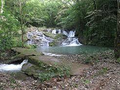 Sona Valley Teak Plantation