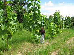 Sona Valley Teak Plantation